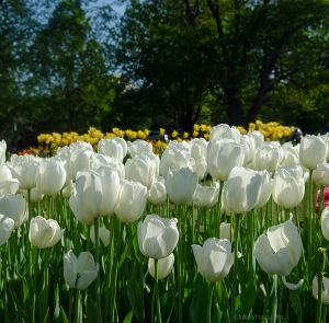 JKW_8281eweb White Tulips.jpg